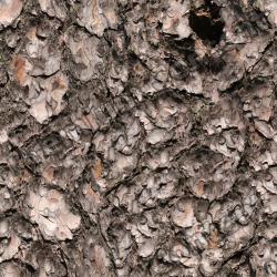 Seamless Tree Bark